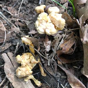 Chanterelle, Common