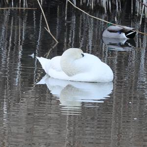 Höckerschwan