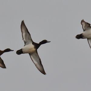 Tufted Duck