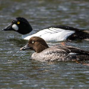 Common Goldeneye