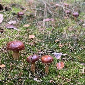 Bay Bolete