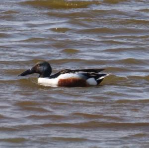 Northern Shoveler