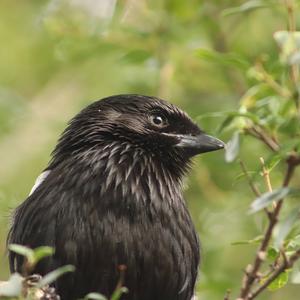 Magpie Shrike