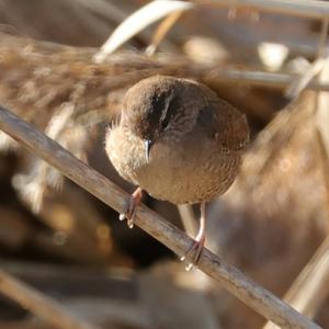 Winter Wren