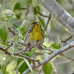 European Serin