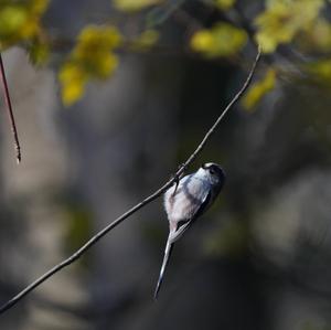 Long-tailed Tit