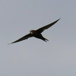 Common Swift