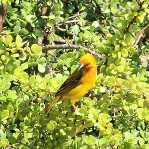 Cape Weaver