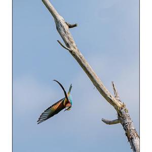 European Bee-eater