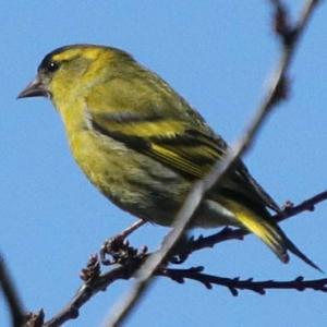 Eurasian Siskin