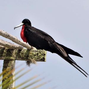 Magnificent Frigatebird