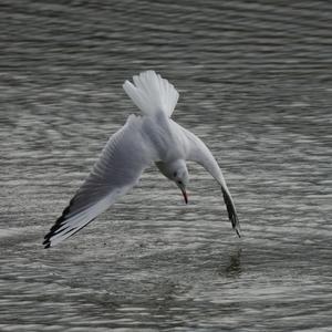 Black-headed Gull