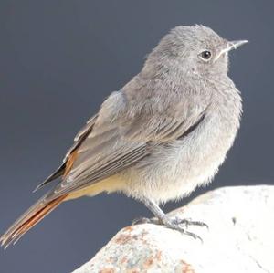 Black Redstart