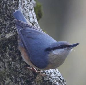 Wood Nuthatch