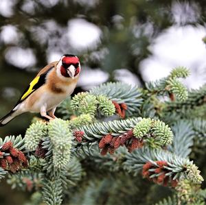 European Goldfinch