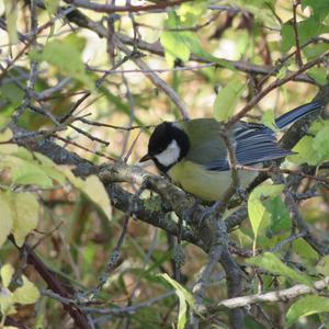 Great Tit