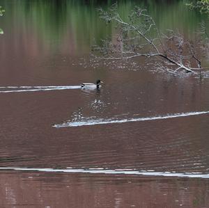 Eurasian Beaver