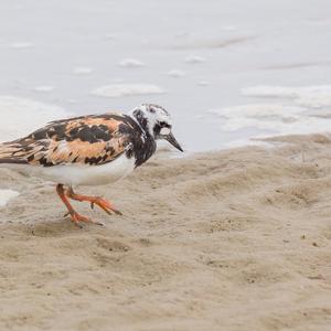 Ruddy Turnstone