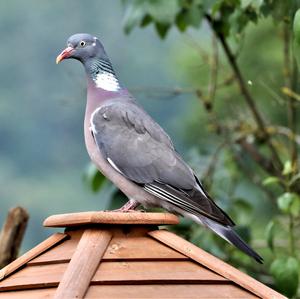 Common Wood-pigeon