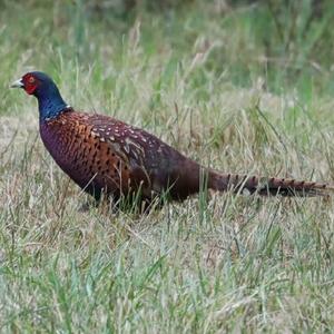 Common Pheasant