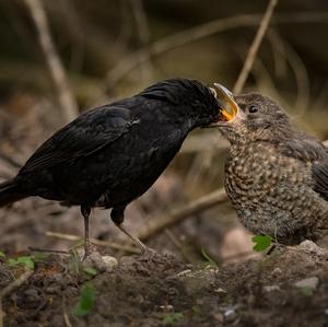 Eurasian Blackbird