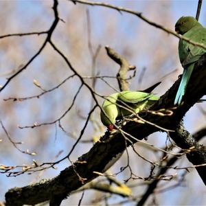 Rose-ringed Parakeet