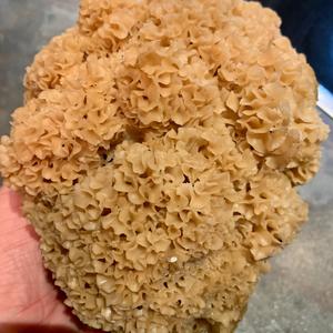 Eastern Cauliflower Mushroom