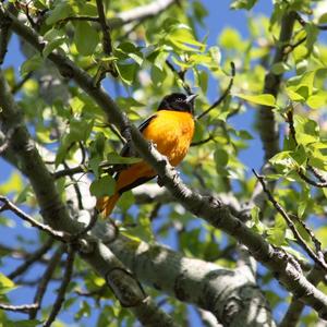 Baltimore Oriole