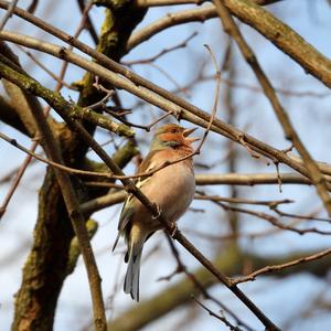 Eurasian Chaffinch