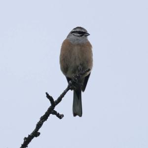 Rock Bunting