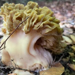 Yellow Morel