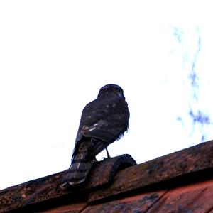 Eurasian Sparrowhawk