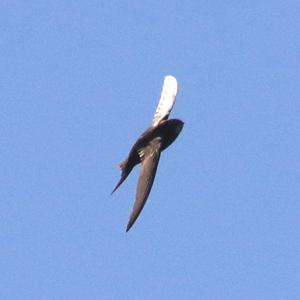 Common Swift