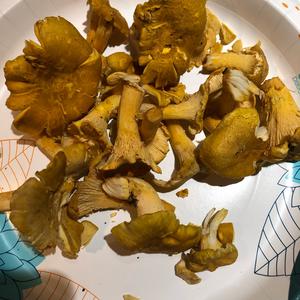 Chanterelle, Common