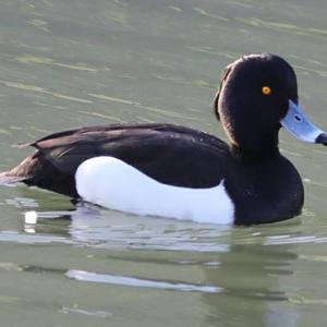 Tufted Duck