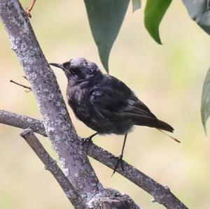 Black Redstart