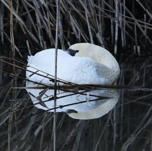 Mute Swan