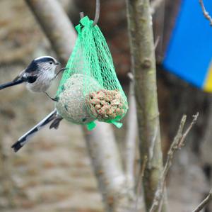 Long-tailed Tit