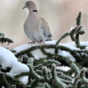 Eurasian Collared-dove