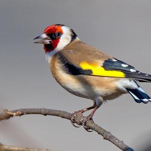 European Goldfinch