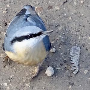 Wood Nuthatch