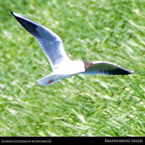 Black-headed Gull