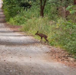 European Roe Deer