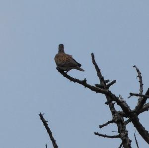 European Turtle-dove