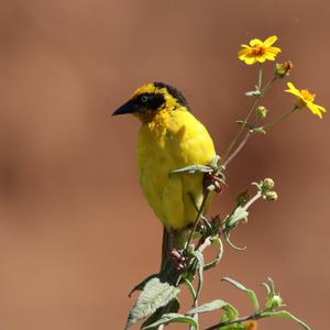 Baglafecht Weaver