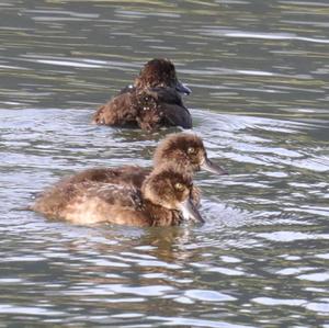 Tufted Duck