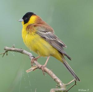 Black-headed Bunting