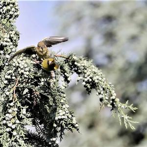 European Greenfinch