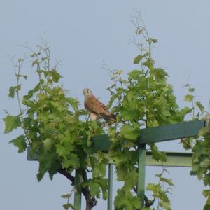 Common Kestrel