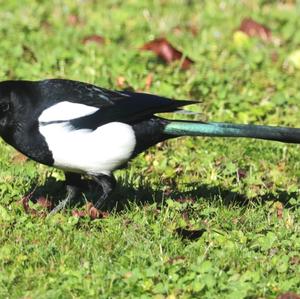 Black-billed Magpie